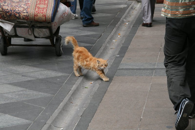 Istanbul Ooglaseren 2010 - 326